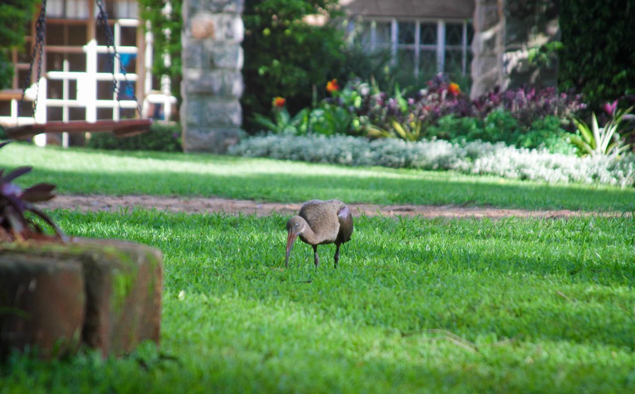 Amani Gardens Inn Nairobi Dış mekan fotoğraf