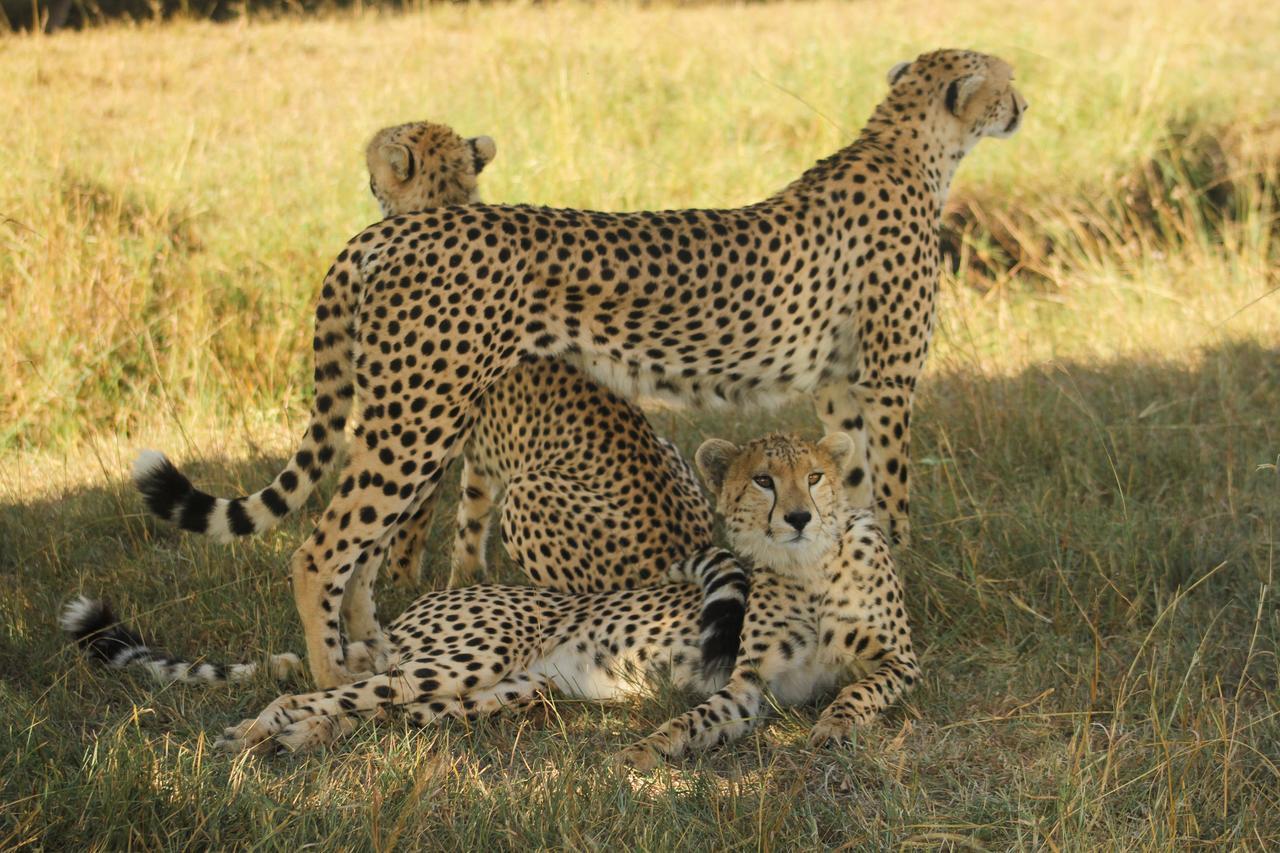 Amani Gardens Inn Nairobi Dış mekan fotoğraf